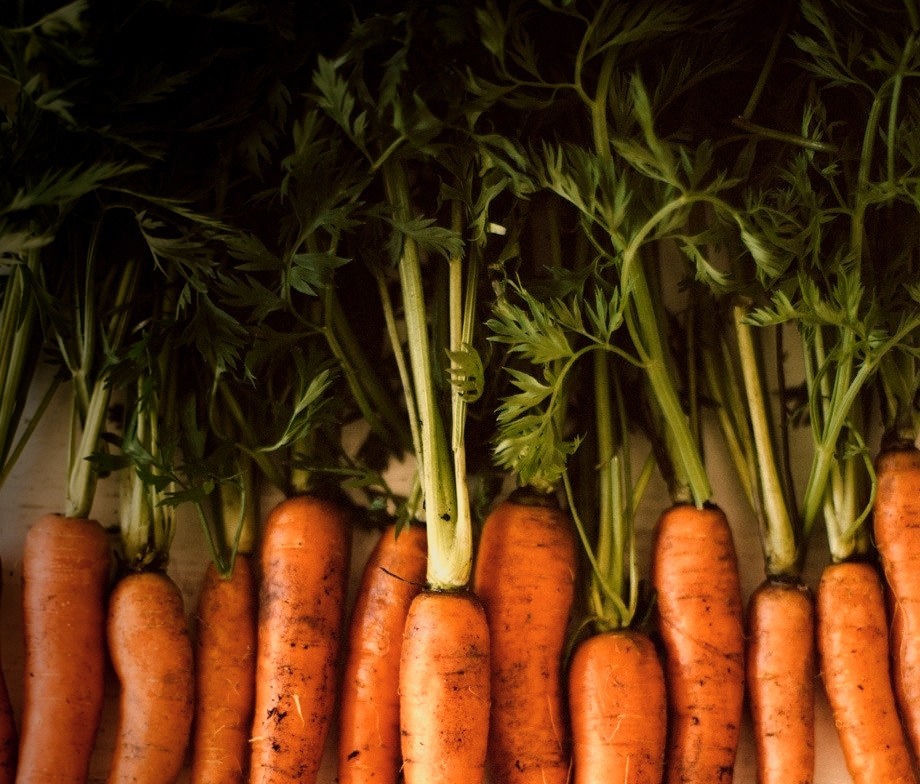 Orange Carrots. Photo by Kathrin Koschitzki
